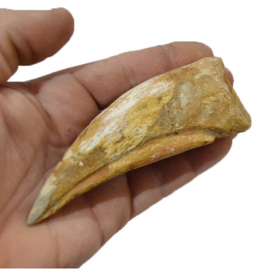 spinosaurus aegypticus (griffe)