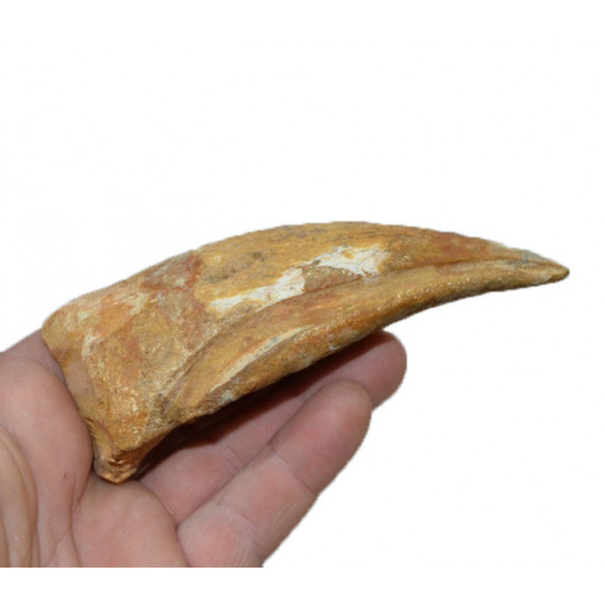 spinosaurus aegypticus (griffe)