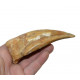 spinosaurus aegypticus (griffe)