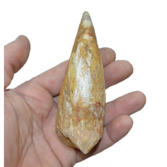 spinosaurus aegypticus (griffe)