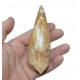 spinosaurus aegypticus (griffe)