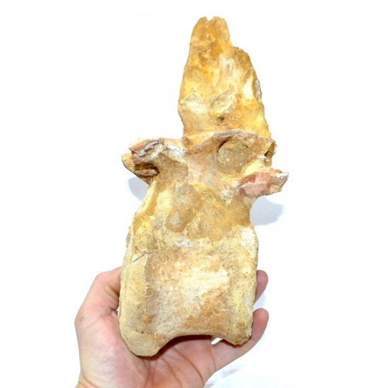 rebbachisaurus garasbae (vertebra)