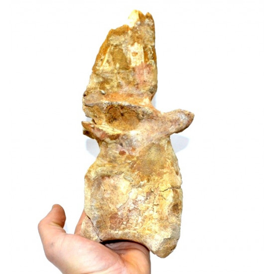rebbachisaurus garasbae (vertebra)