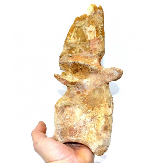 rebbachisaurus garasbae (vertebra)