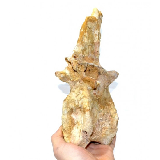 rebbachisaurus garasbae (vertebra)