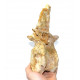 rebbachisaurus garasbae (vertebra)