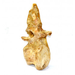 rebbachisaurus garasbae (vertebra)