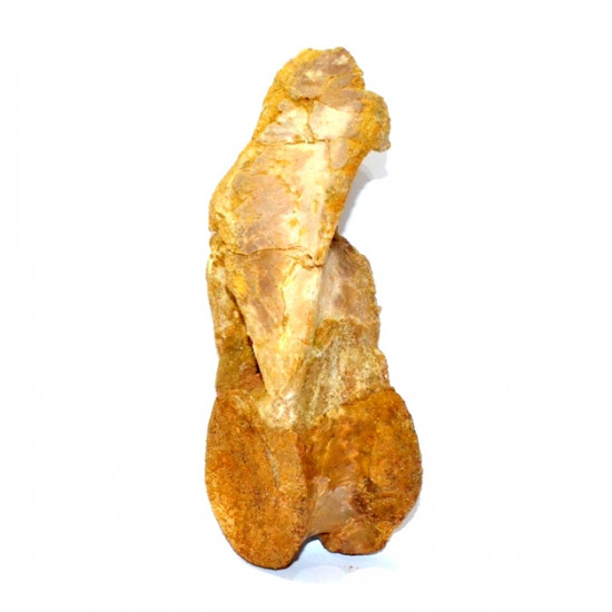 carcharodontosaurus saharicus (vertèbre axis)