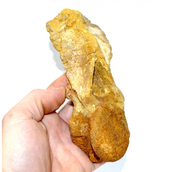 carcharodontosaurus saharicus (vertèbre axis)