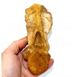 carcharodontosaurus saharicus (vertèbre axis)