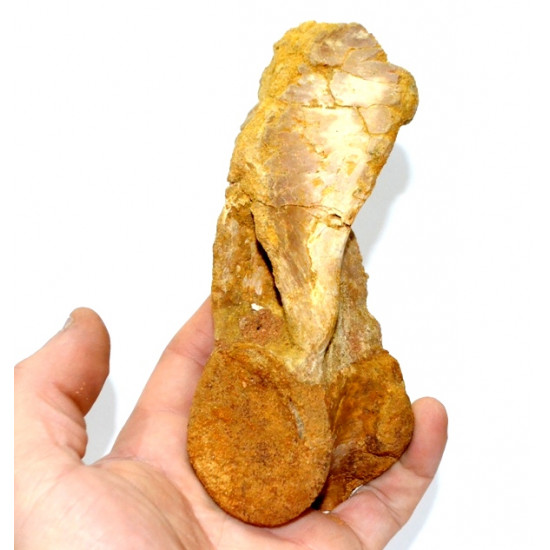 carcharodontosaurus saharicus (vertèbre axis)