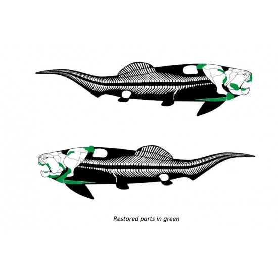 dunkleosteus marsaisi