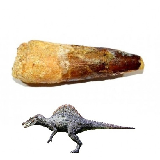 Spinosaurus aegypticus (dinosaur tooth 3-4cm)