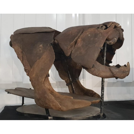dunkleosteus marsaisi