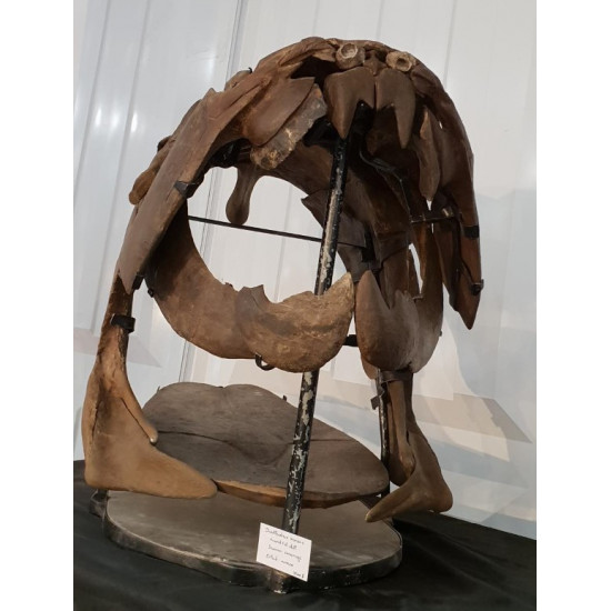 dunkleosteus marsaisi
