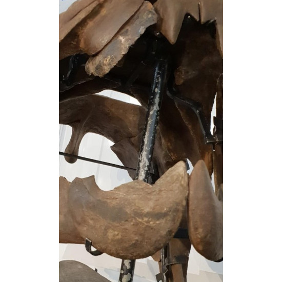 dunkleosteus marsaisi