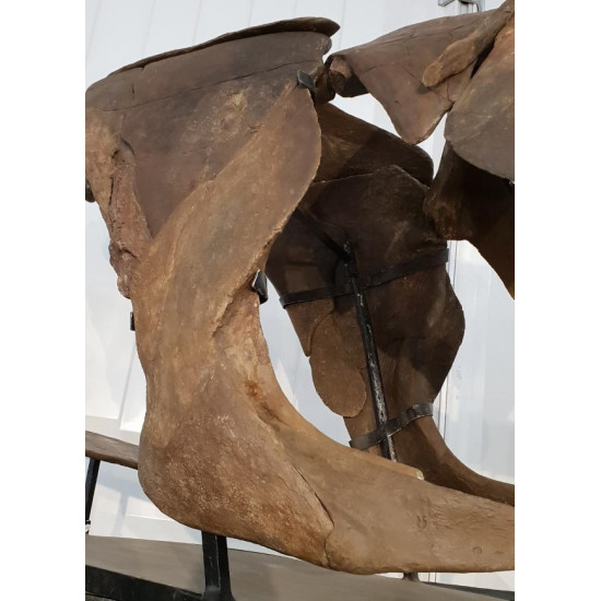 dunkleosteus marsaisi