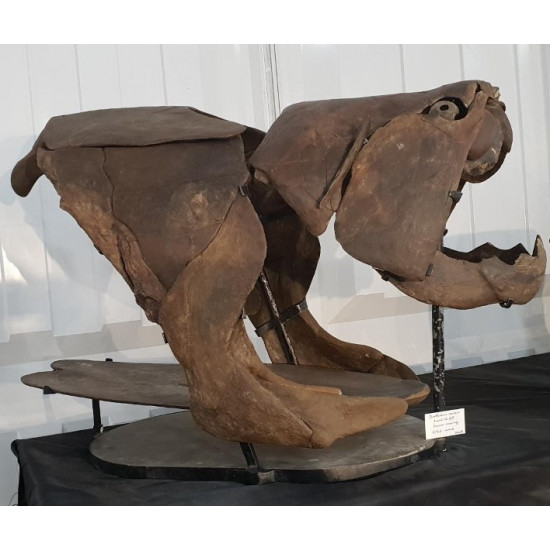 dunkleosteus marsaisi