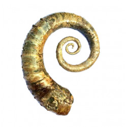 Ephamulina arcuata 