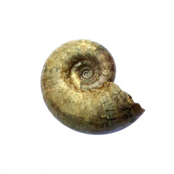 Eogaudryceras umbilicostriatus (eotetragonites)