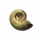 Eogaudryceras umbilicostriatus (eotetragonites)