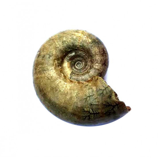 Eogaudryceras umbilicostriatus (eotetragonites)