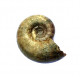 Eogaudryceras umbilicostriatus (eotetragonites)