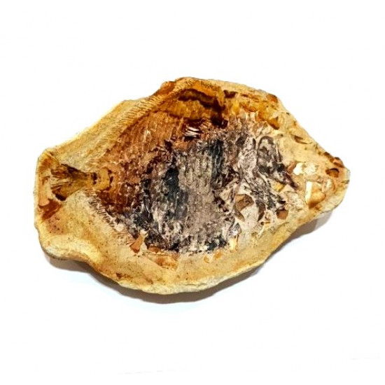 Encrinosomus dixoni