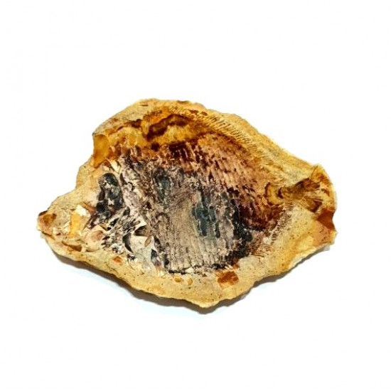 Encrinosomus dixoni