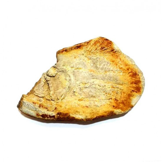 Whiteia woodwardi