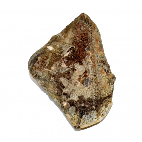 Barasaurus besairiei