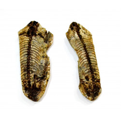 Barasaurus besairiei