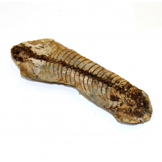 Barasaurus besairiei