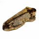 Barasaurus besairiei