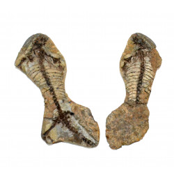 Barasaurus besairiei