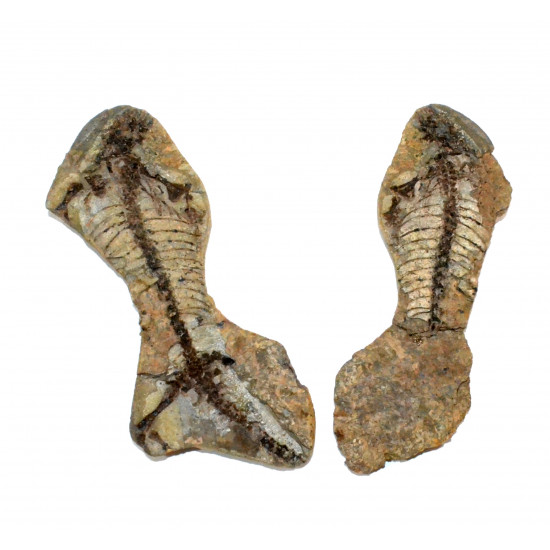 Barasaurus besairiei