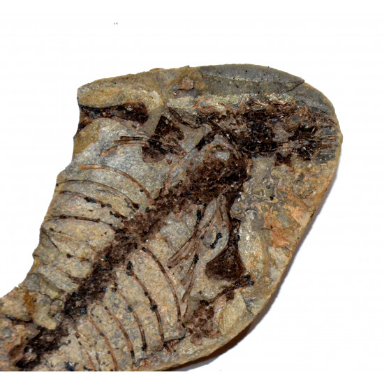 Barasaurus besairiei