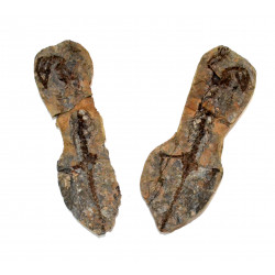 Barasaurus besairiei
