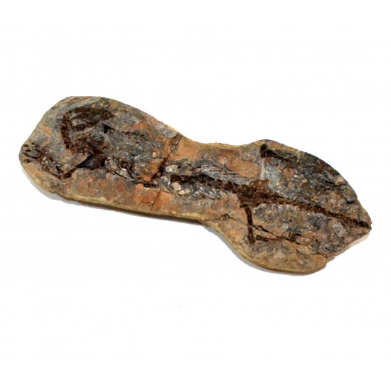 Barasaurus besairiei