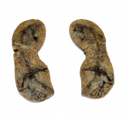 Barasaurus besairiei