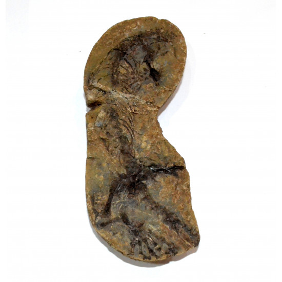 Barasaurus besairiei
