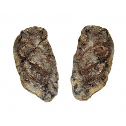 Barasaurus besairiei