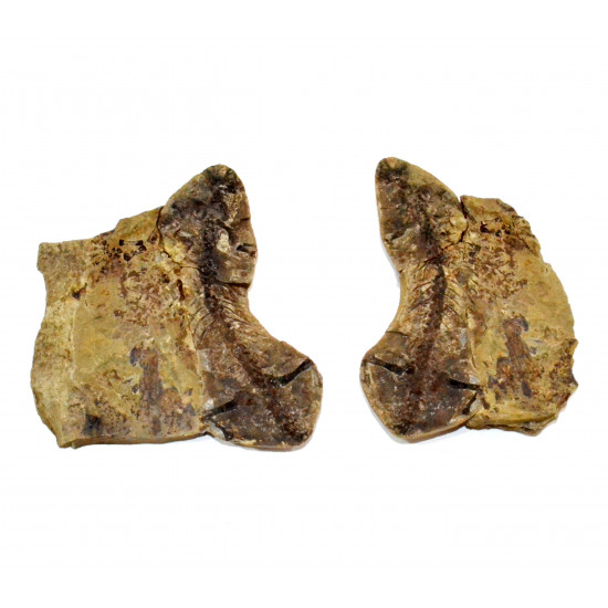 Barasaurus besairiei