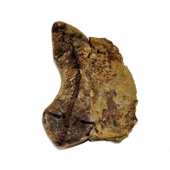Barasaurus besairiei