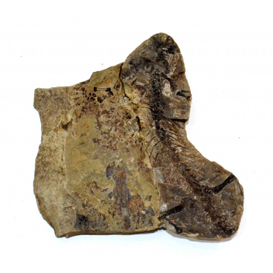 Barasaurus besairiei