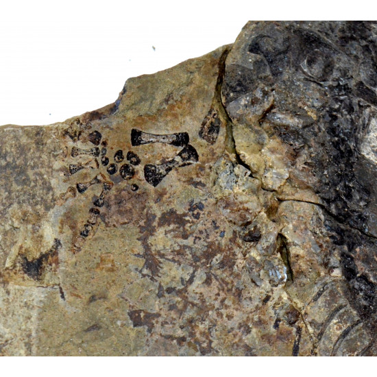 Barasaurus besairiei
