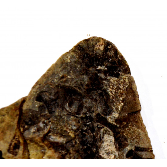Barasaurus besairiei