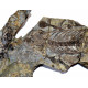 Barasaurus besairiei