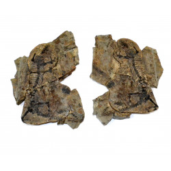 Barasaurus besairiei