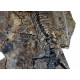 Barasaurus besairiei